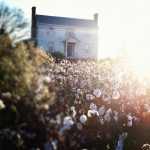 fields of cotton smiling at me